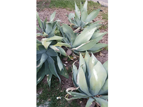 Large Agave plants